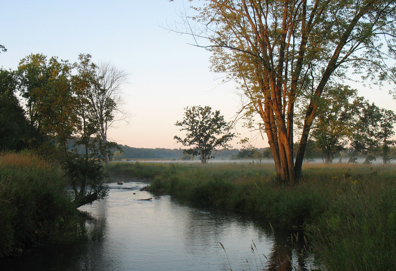 Riparian grassland area in the early morning.