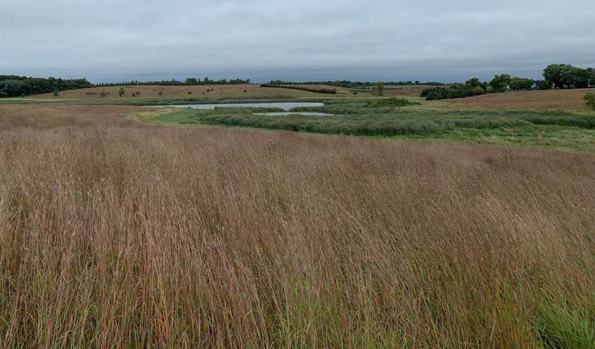 Prairie grassland with a stream in the background.