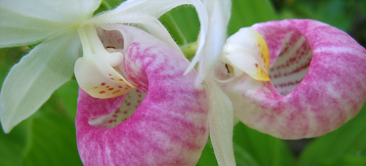 A prairie orchid blooms on a Scientific and Natural Area.