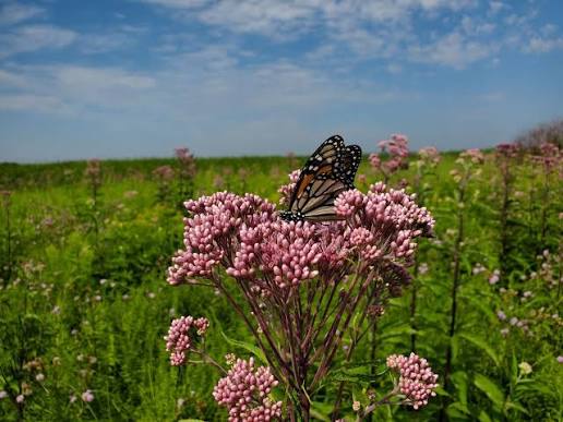 Forest and grassland prairie habitat at Big Woods WMA.