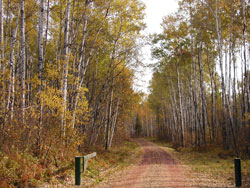 A forested trail in the Upper Mississippi- UPM Forestry Legacy Project area.