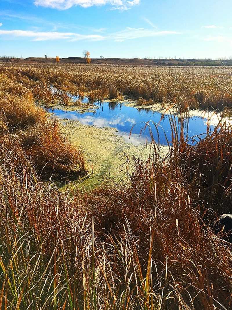 Wetlands at Altona WMA in Lincoln County.