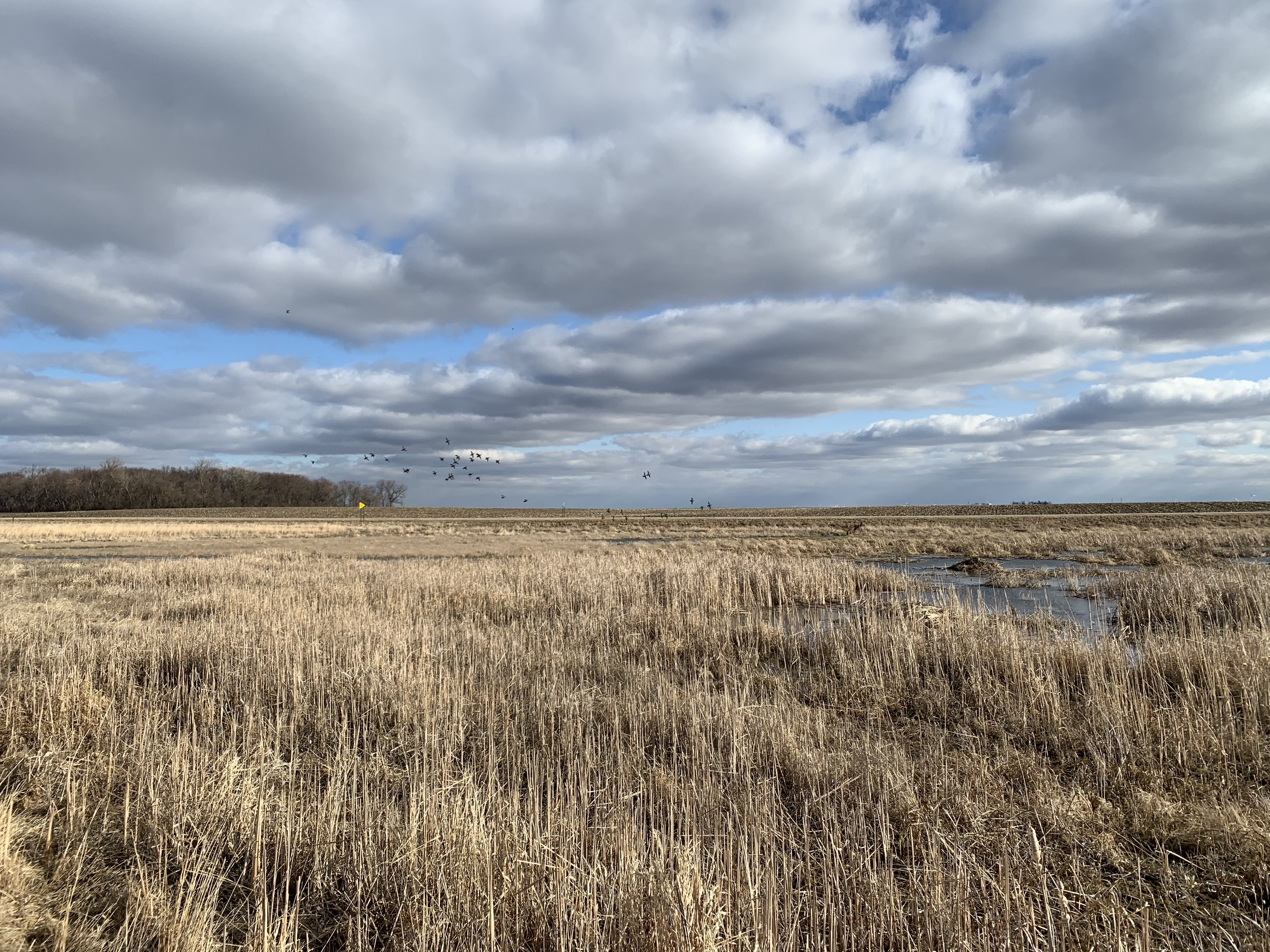 Ducks on restored wetland habitat on Swessinger WMA.