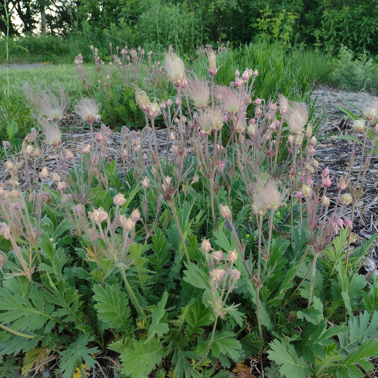 Prairie plants in bloom at Rosemount Wildlife Preserve.