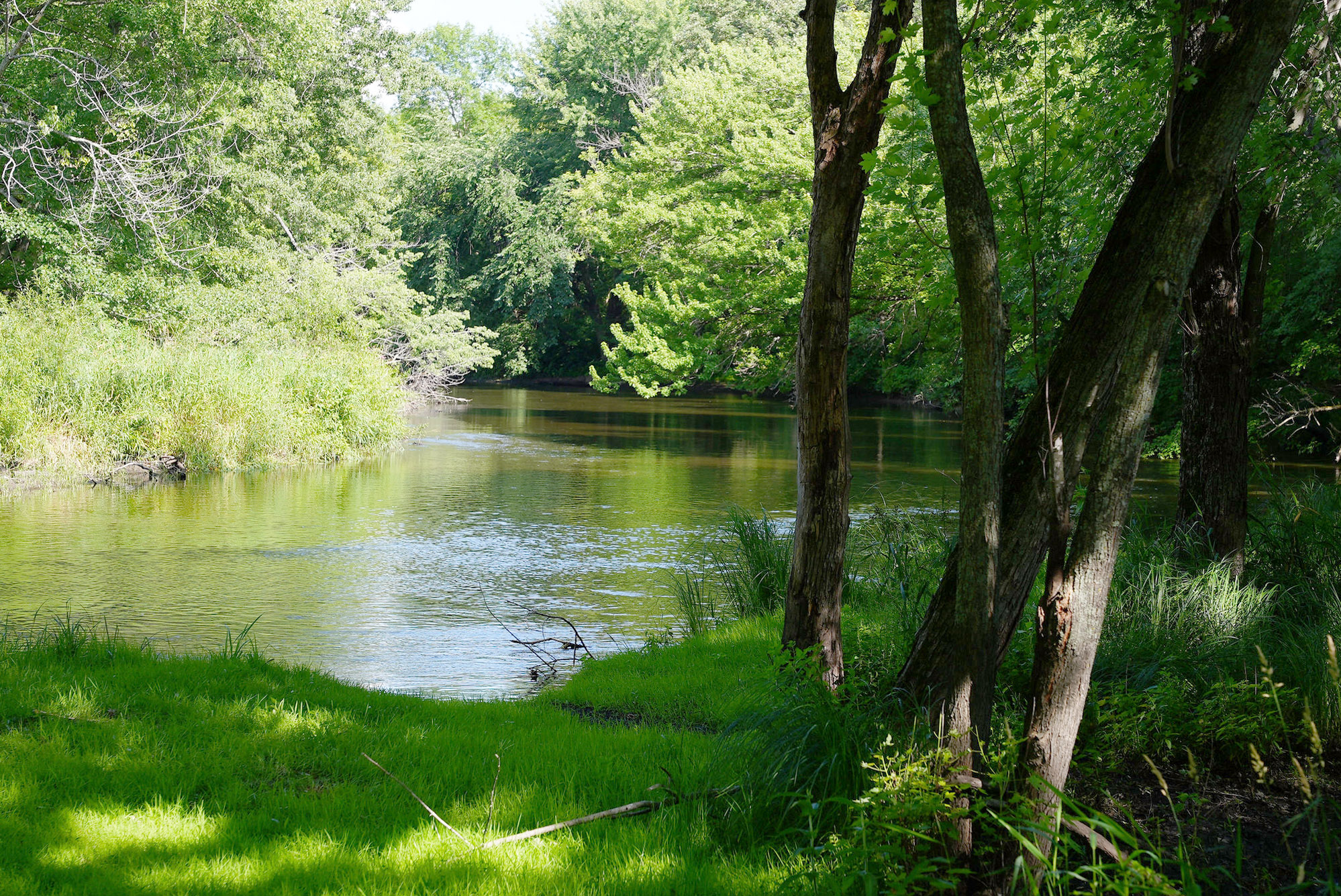 Riverside habitat with trees and plants at Camp Cozy Park.