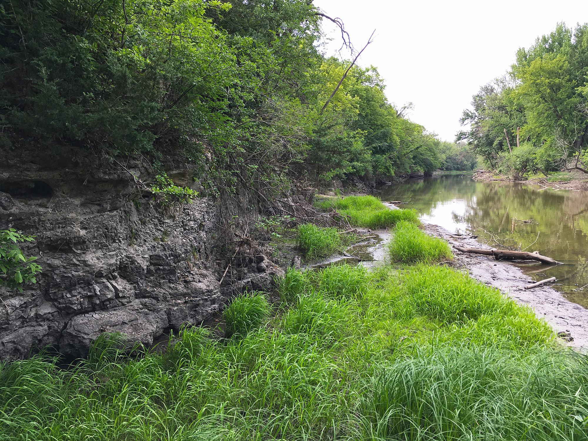 River shoreline with plants at Riverside Park.