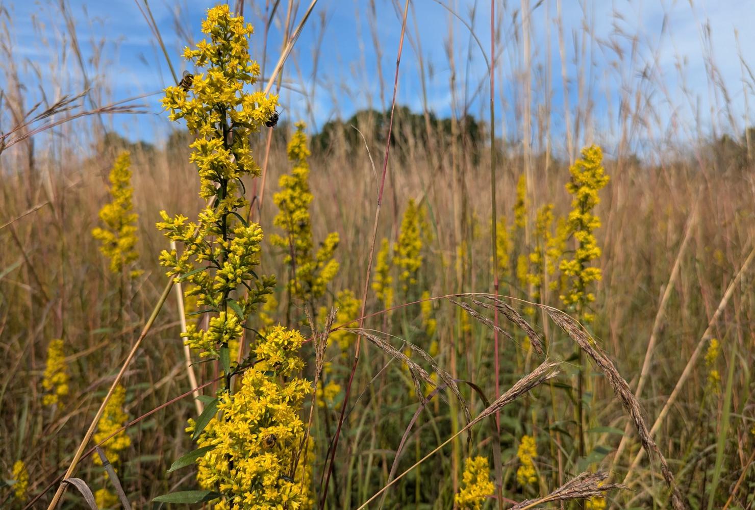 Prairie plants in bloom at Rosemount Wildlife Preserve.