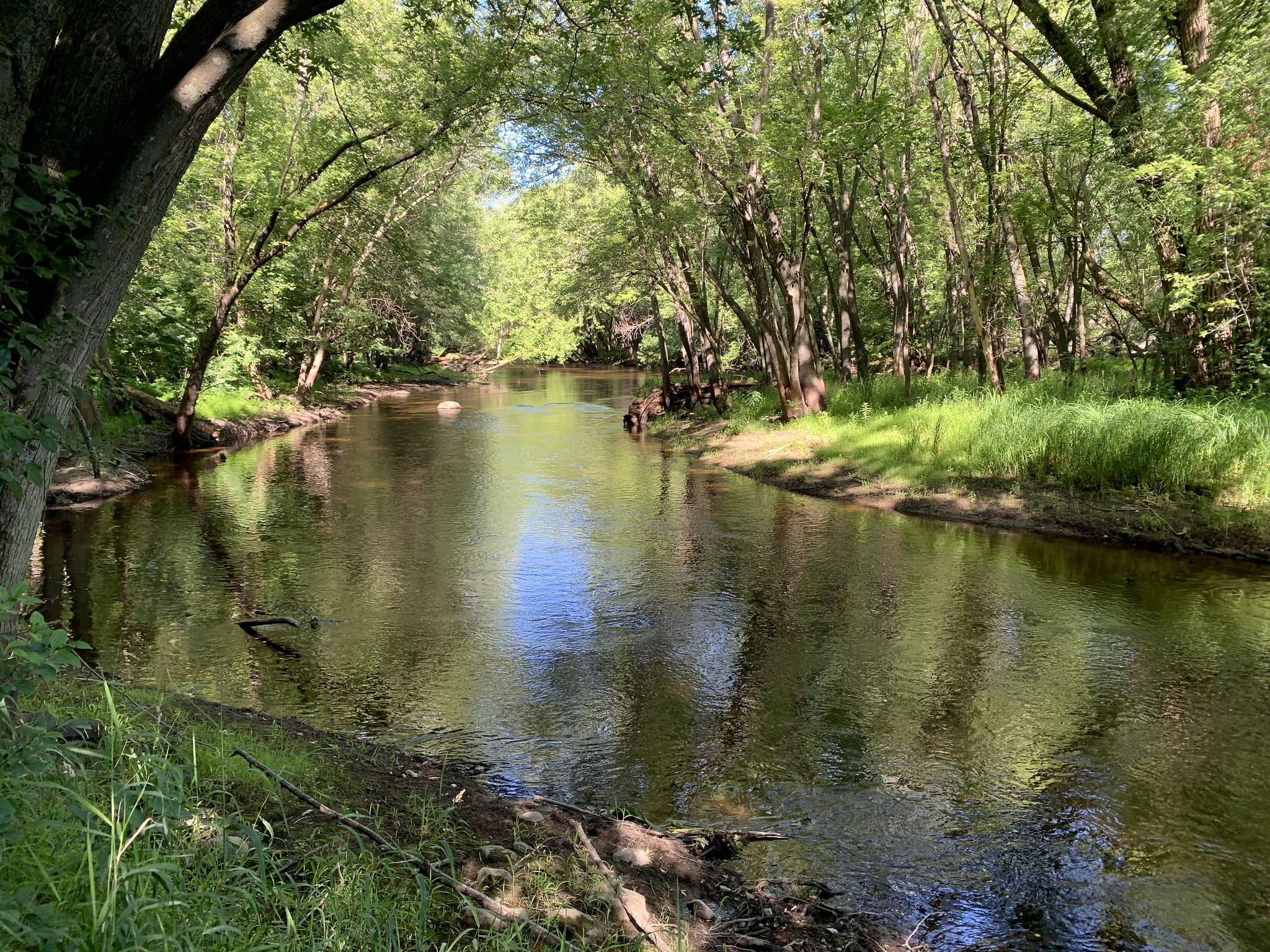 River banks with trees and grasses at Davis Farm Park.
