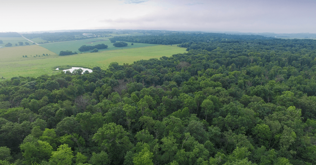 Aerial view of oak forest habitat at Hampton Woods Wildlife Management Area.