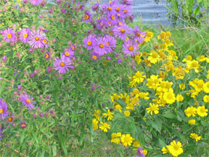 Flowers in bloom at Hastings River Flats park.