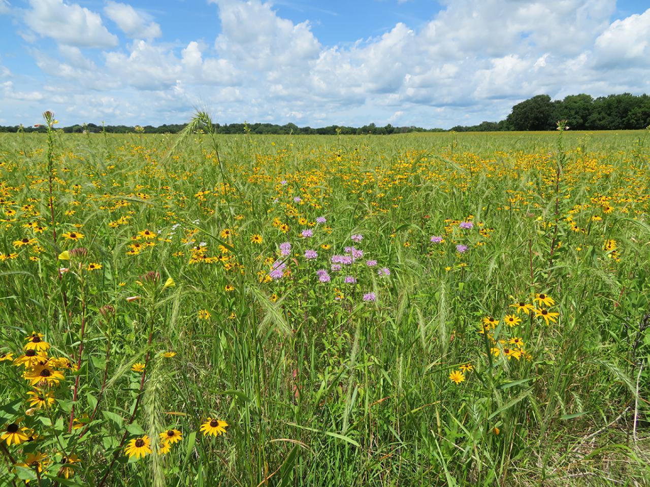 Prairie field at William H. Houlton Conservation Area.