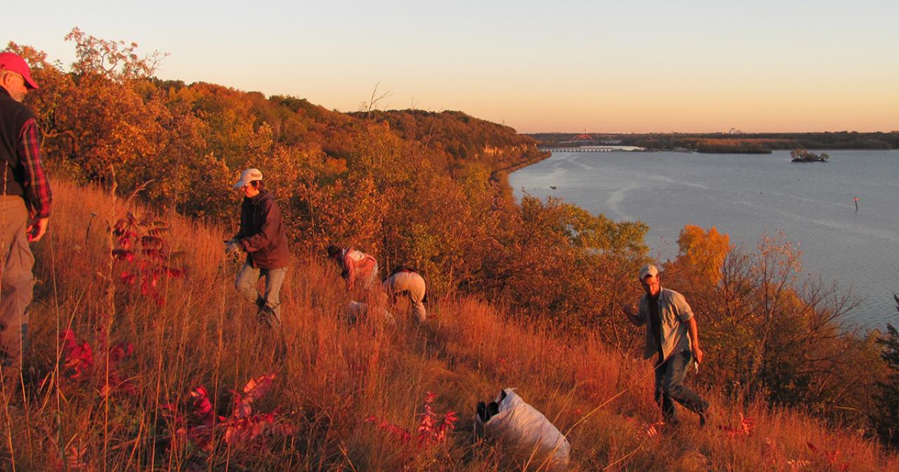 Volunteers work to restore a hillside at sunset with the Mississippi River in the background.
