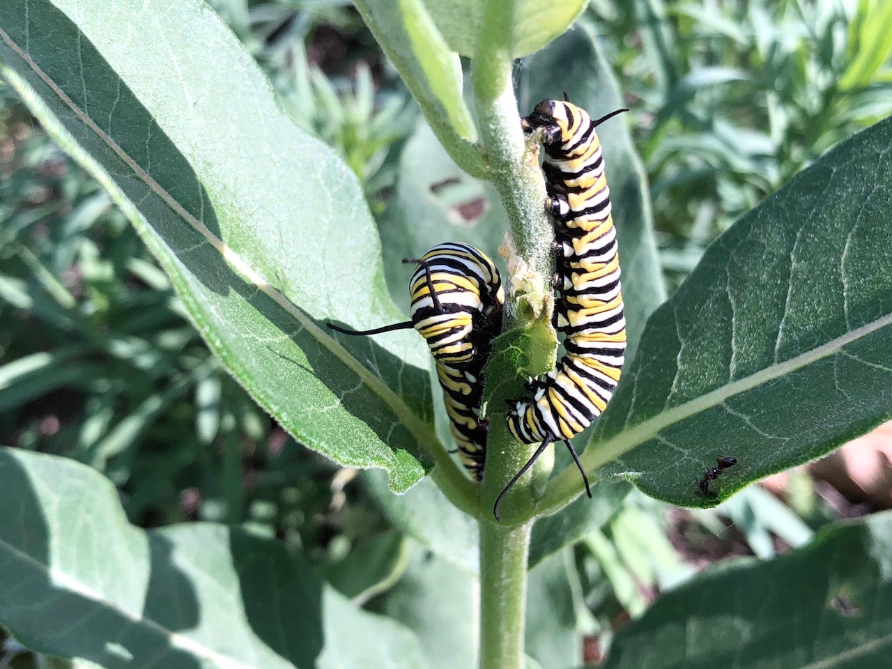 Caterpillers return to a restored prairie.