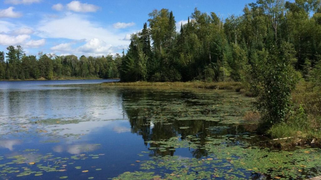 Forested shoreline of Ann Lake during summer.