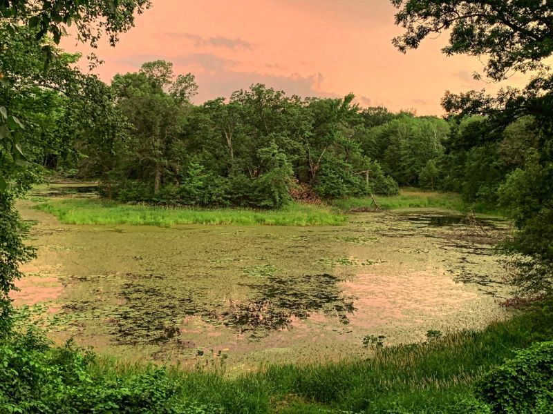 Pond at protected Bancroft property.