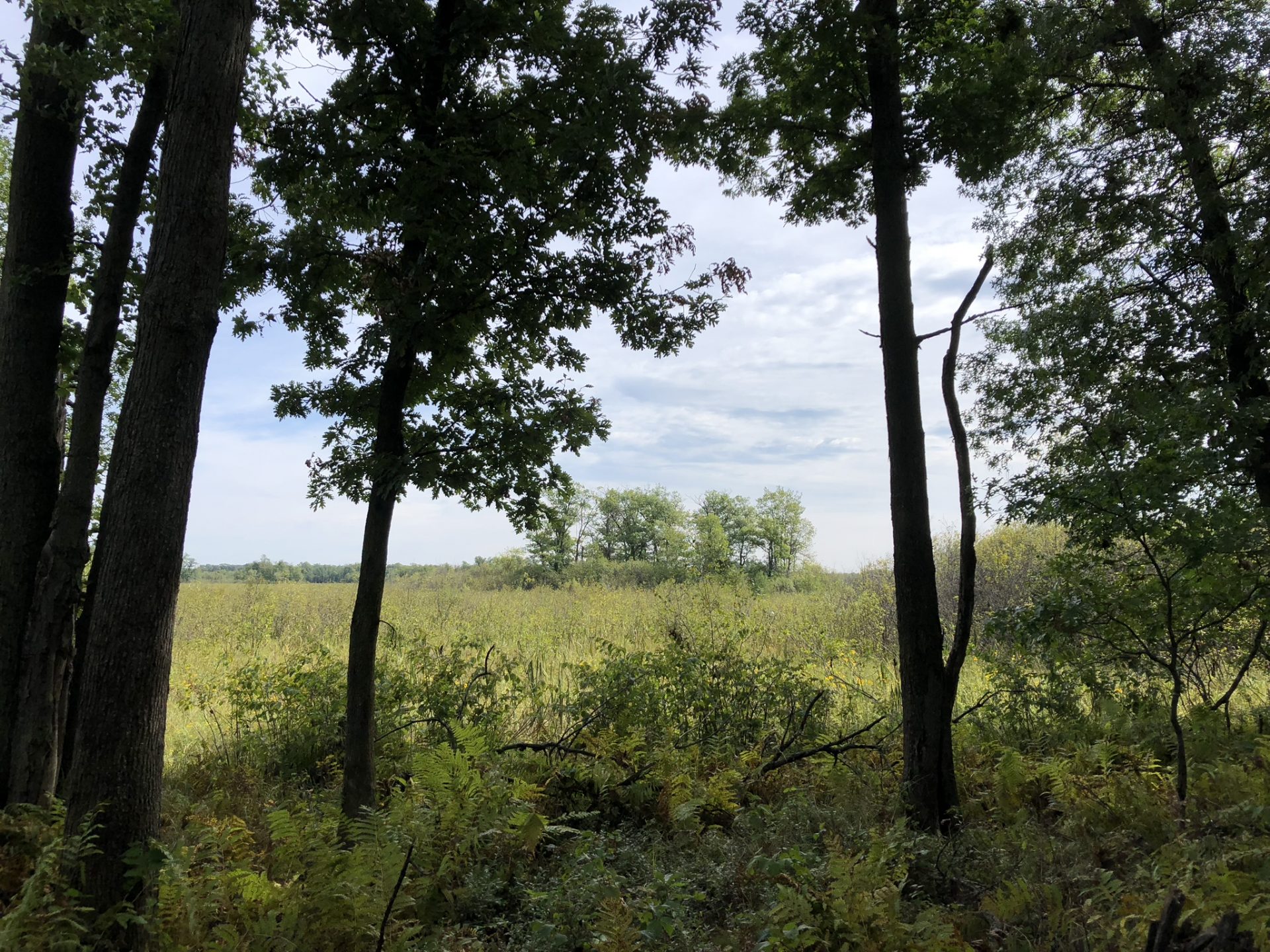 Forest and grassland habitat in Hennepin County.