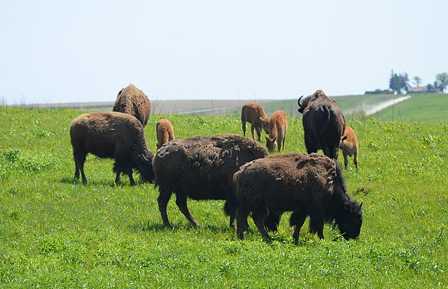 Bison herd grazing.