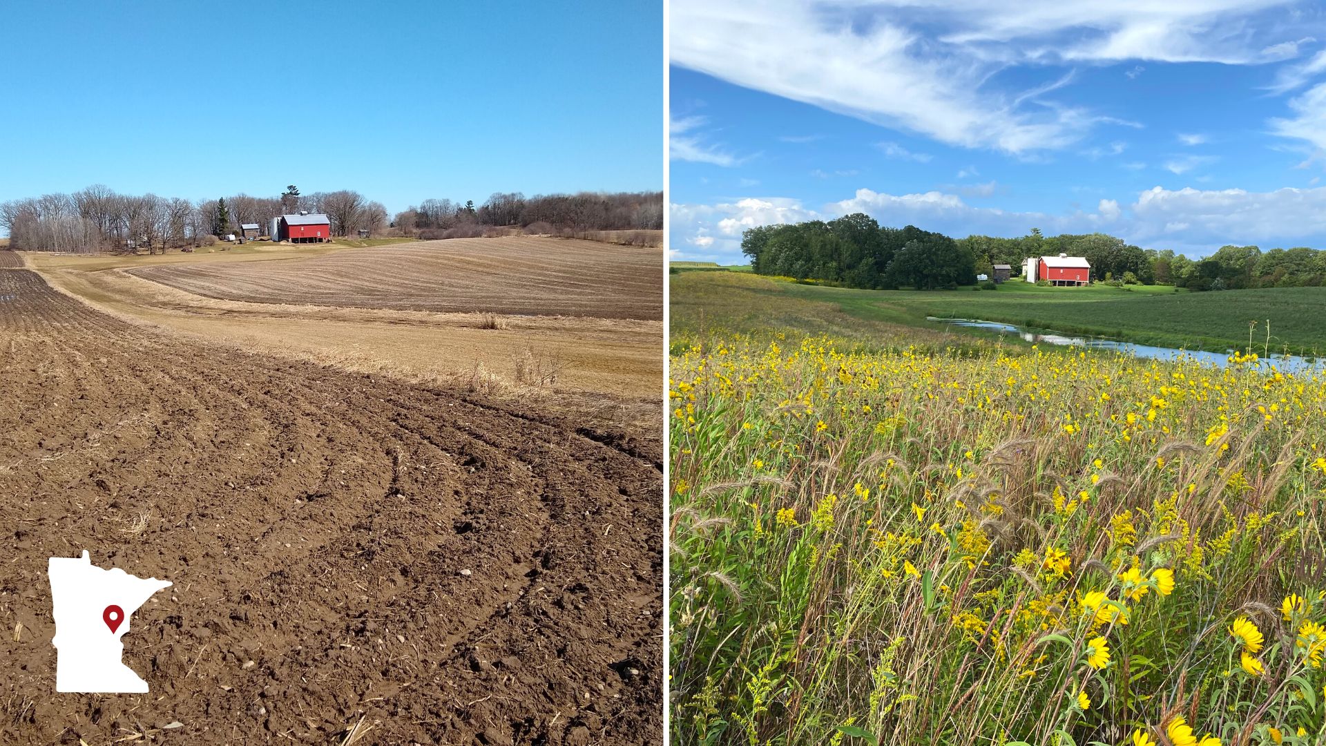 Before and after showing transition from crop to prairie plants.