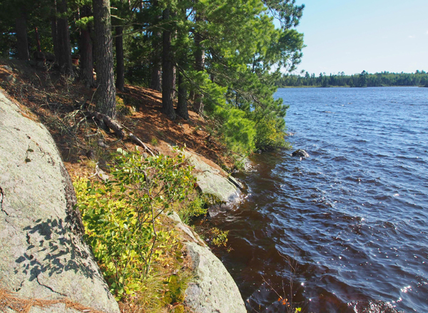 Thompson Lake shoreline with pine trees.