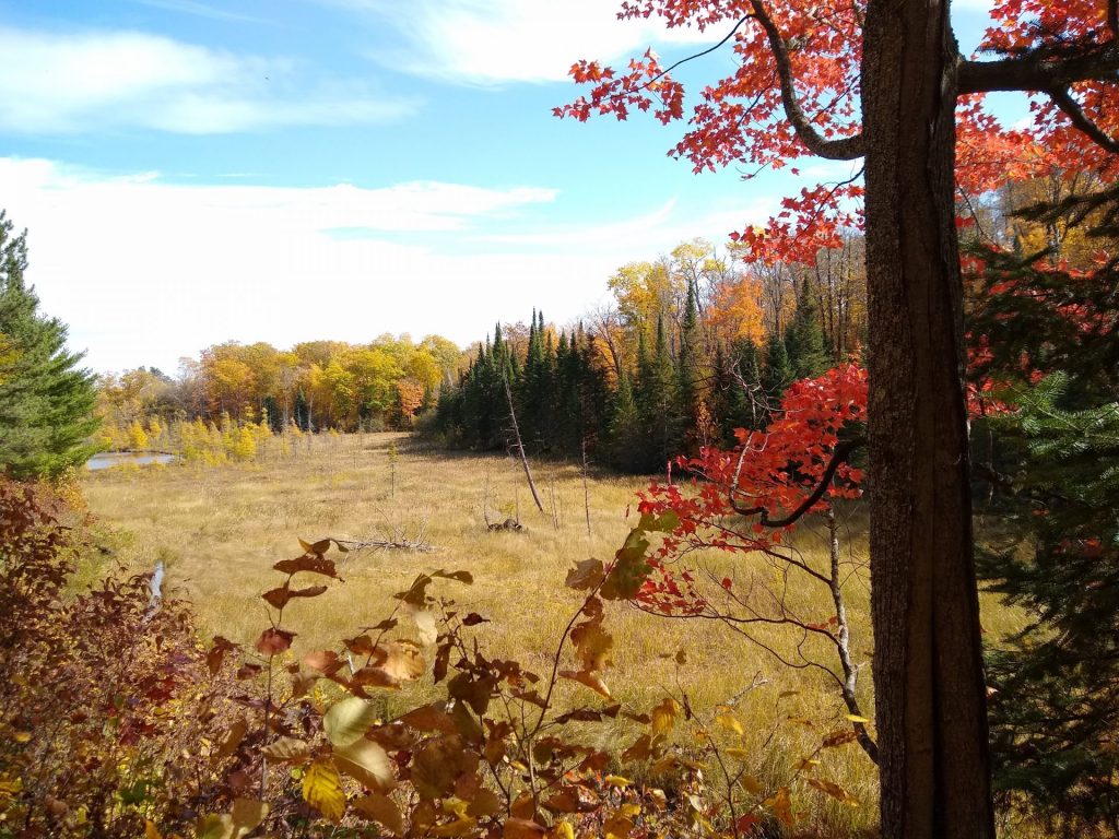 Forested habitat at Thunder Lake.