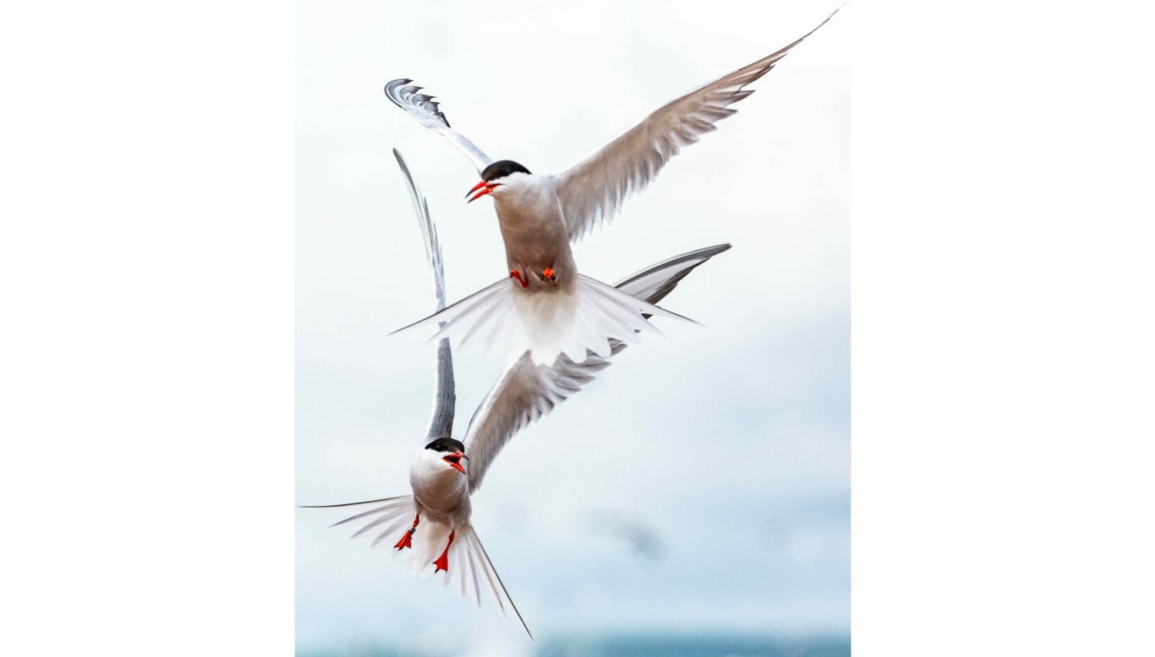 Terns on Interstate Island.
