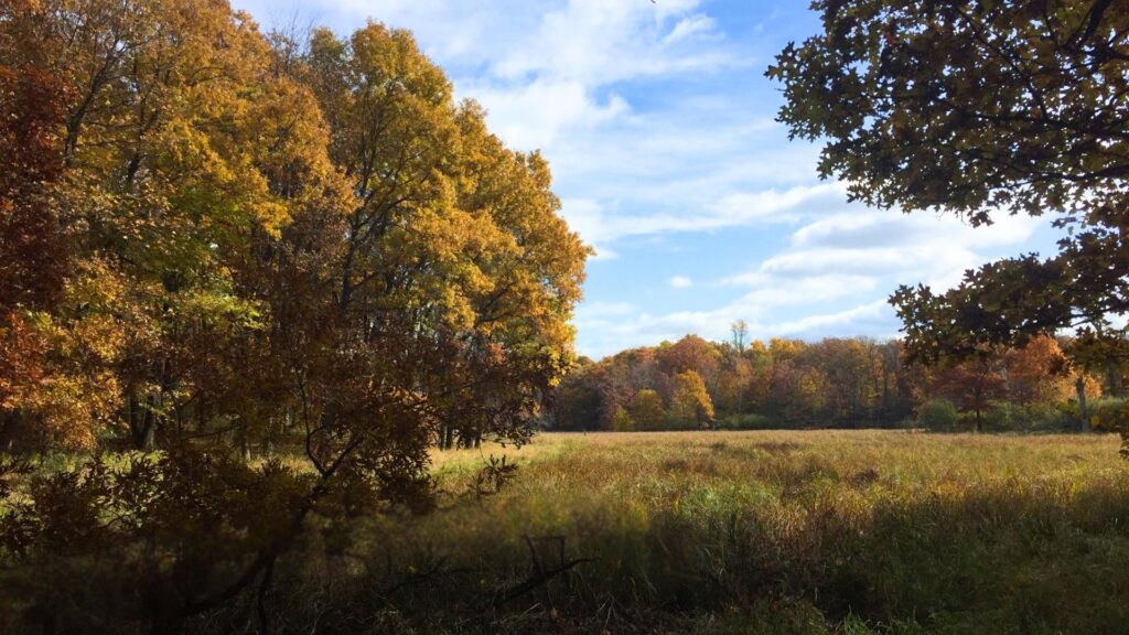 A forested area in the Keystone Woods during fall.