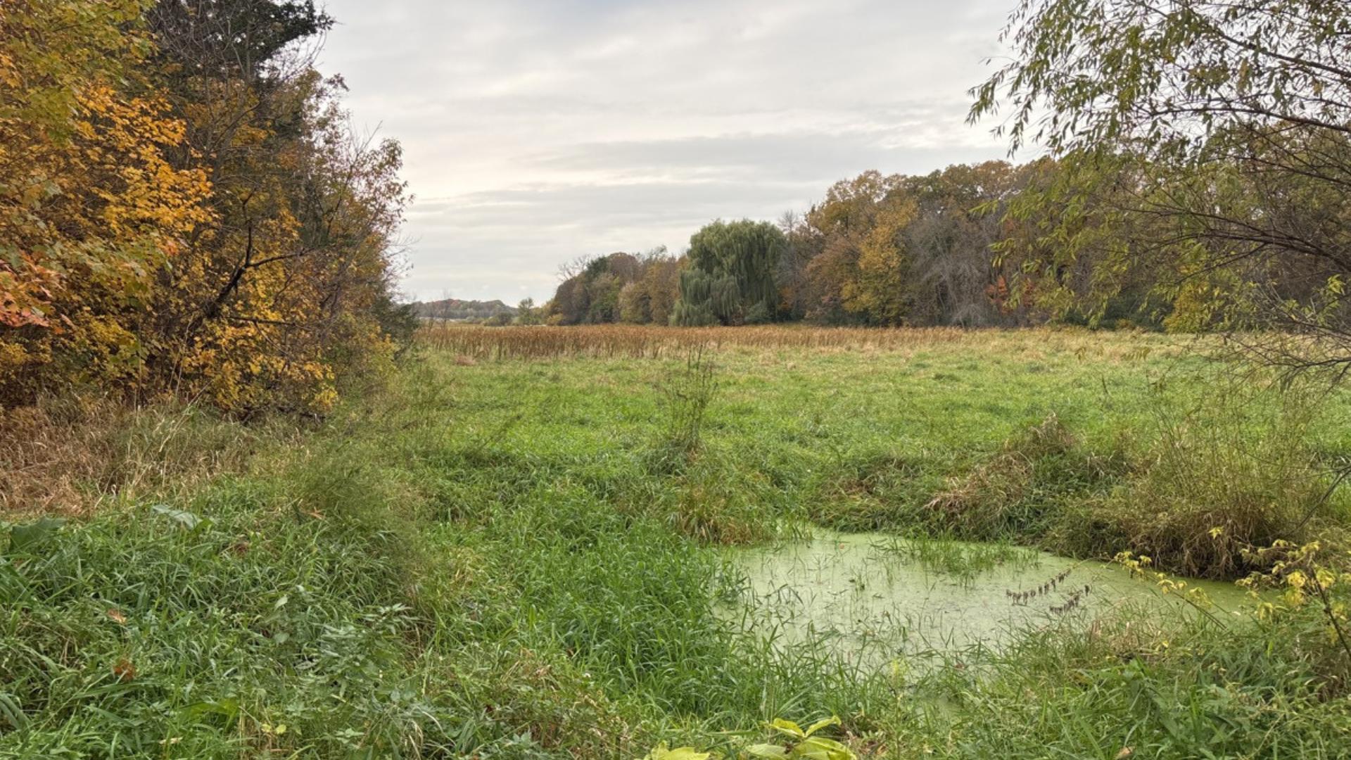 Wetlands on the protected property.