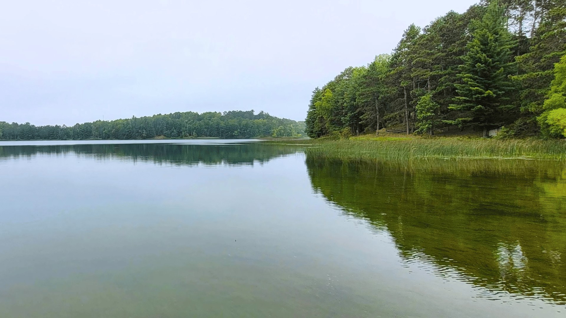 Forested shoreline at Mantrap Lake.