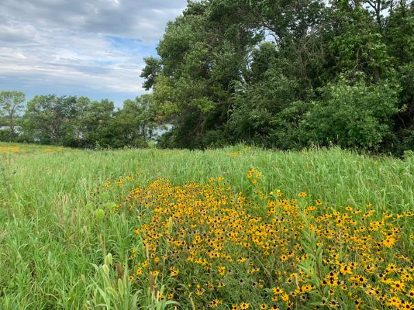 Black eyed susans in bloom on the protected habitat.