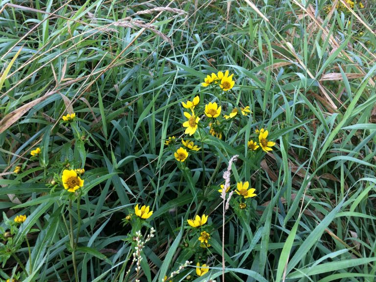 Nodding bur marigold in bloom.