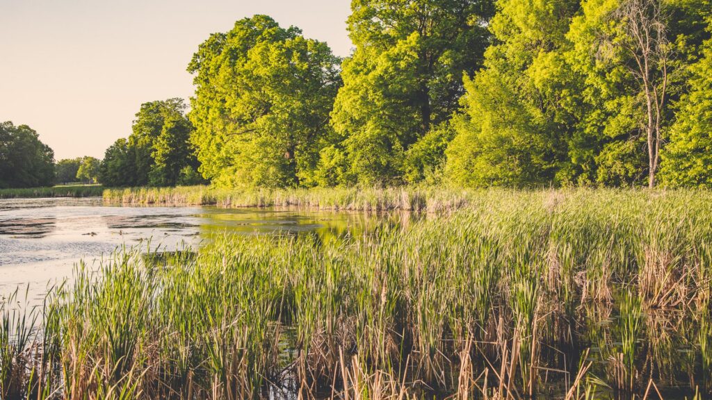 Forested shoreline at Oak Lake.