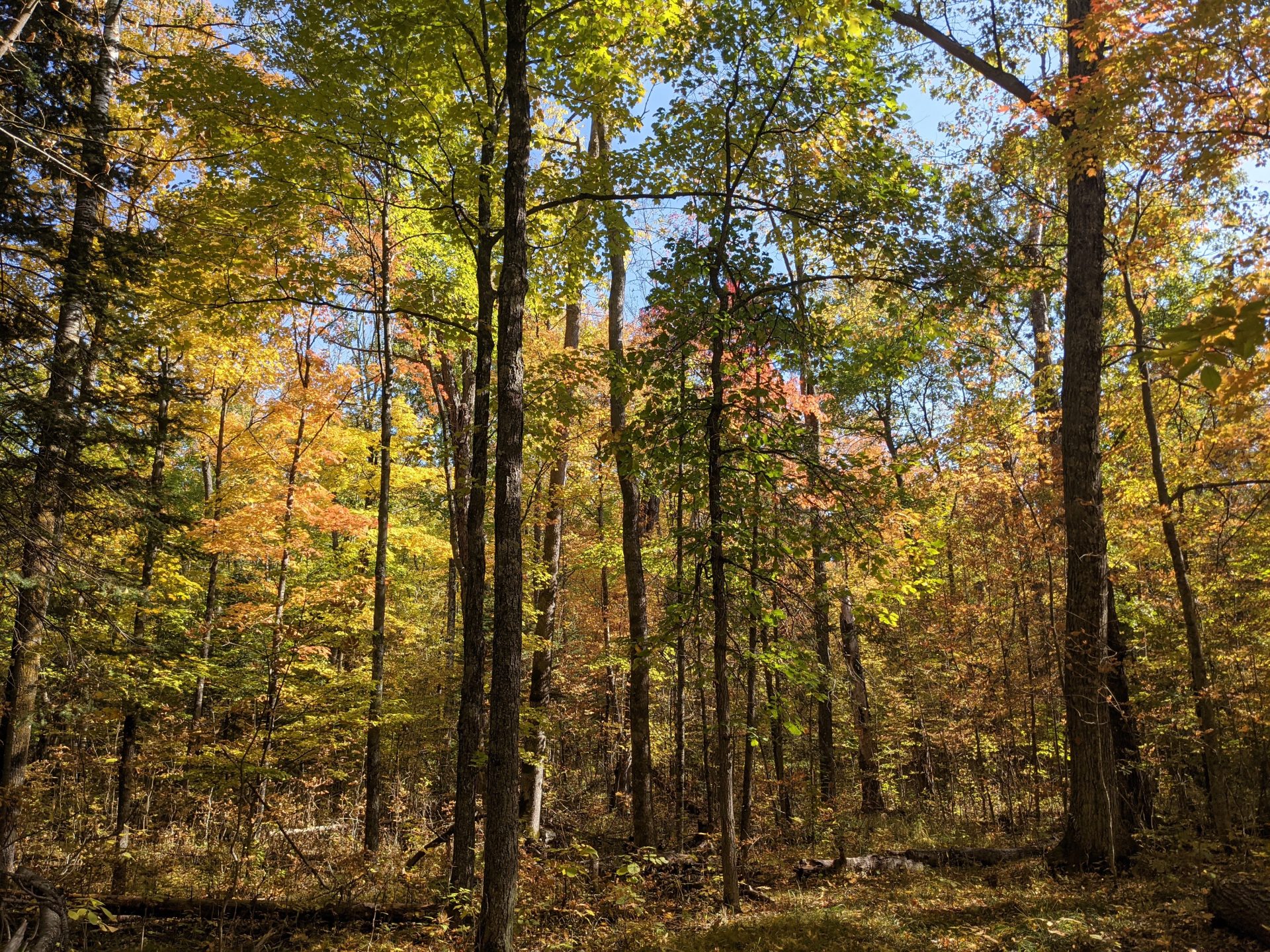 Woods at Grindstone Lake.