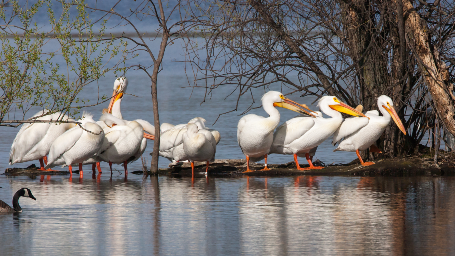 Pelicans on lake shoreline.