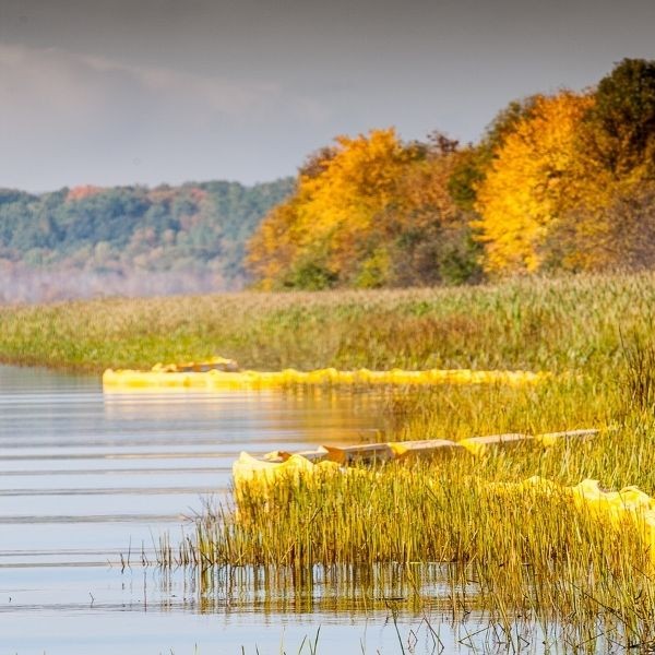 Shoreline of St. Louis River showing restored wild rice.
