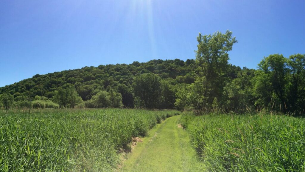 A trail running between grasslands along the Root River.