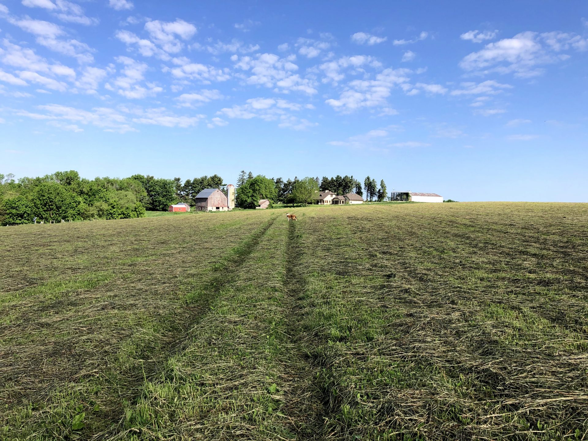 Herding dog on farm.