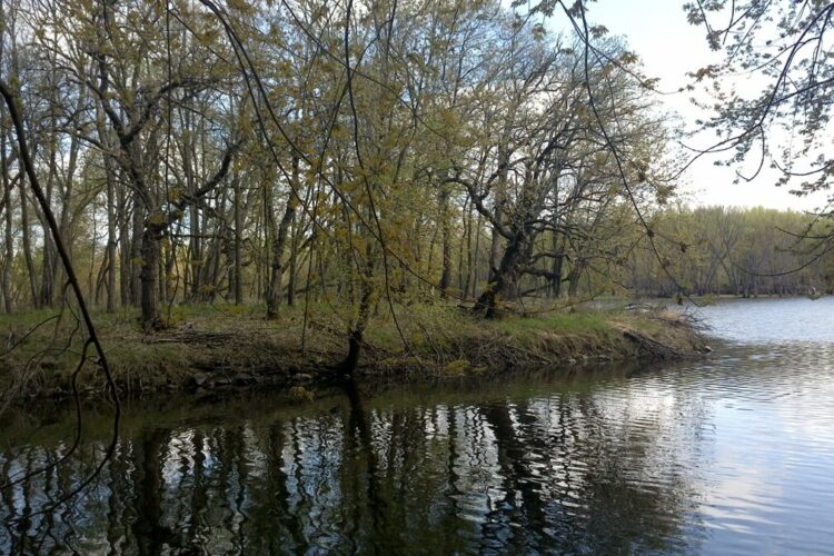 Wetlands at St. Croix Watershed Research Station.