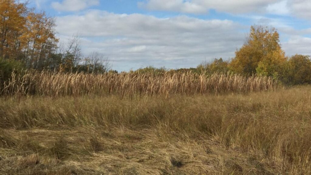 Tallgrass aspen parklands at the protected property in Kittson County.