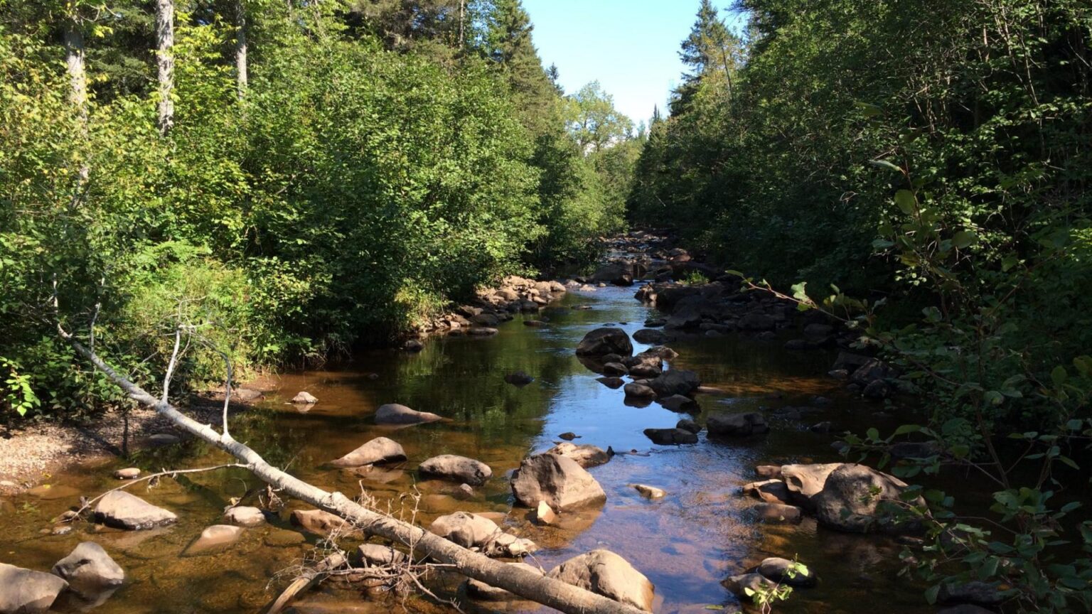 The wooded shoreline of Skunk Creek.
