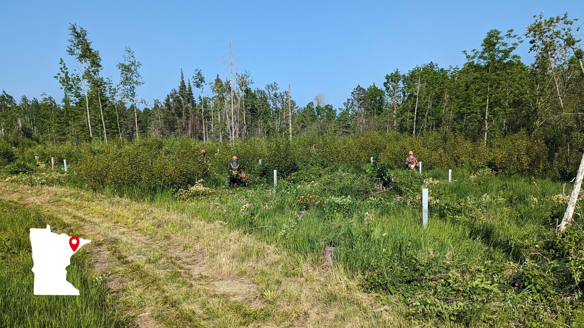 Forest restoration workers cut trees on protected property.