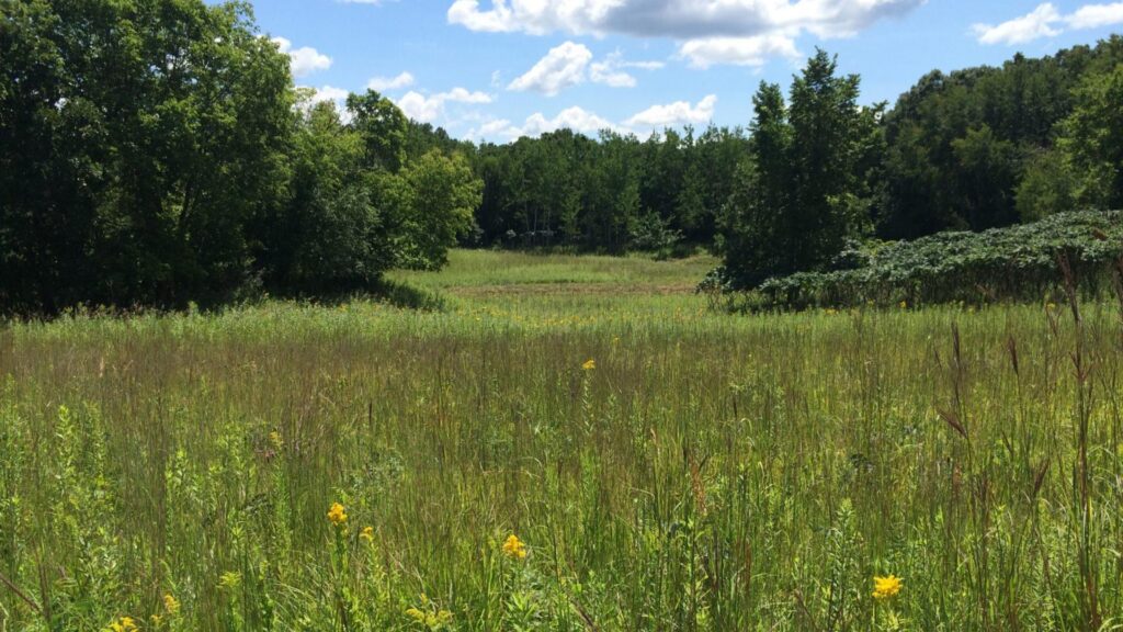 A prairie grassland in summer on the protected property.