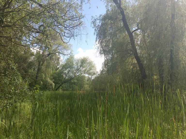 Wetland area on protectted land within the St. Croix Watershed.