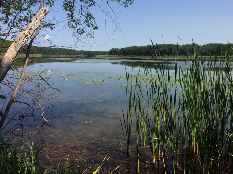 Wetland habitat at Star Lake Camp.