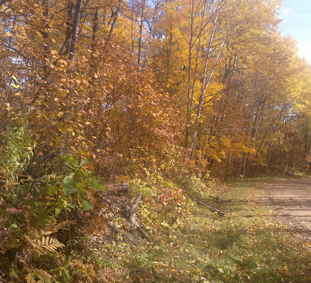 Forest habitat at Stony Lake.
