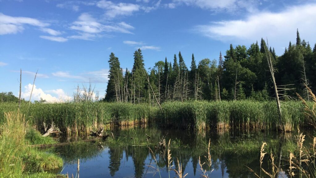 Forest habitat along the shores of Lester Lake.