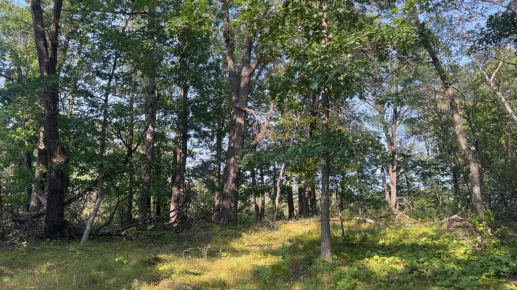 Forested habitat on the protected habitat.