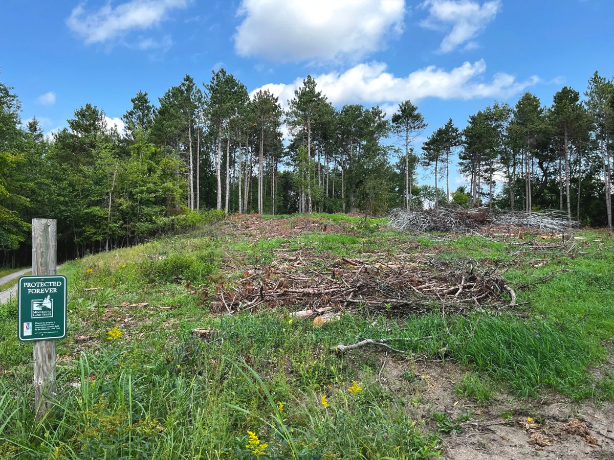 Forest habitat after restoration at Tennyson Lake.