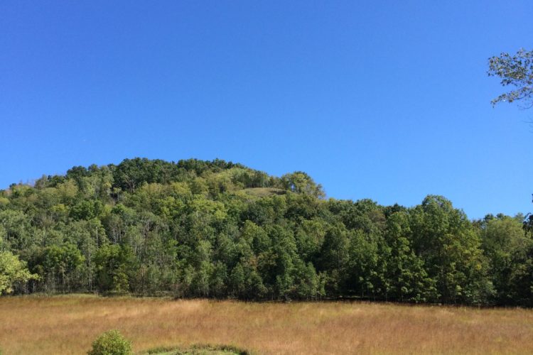 A view of forested bluffs in Winona County.