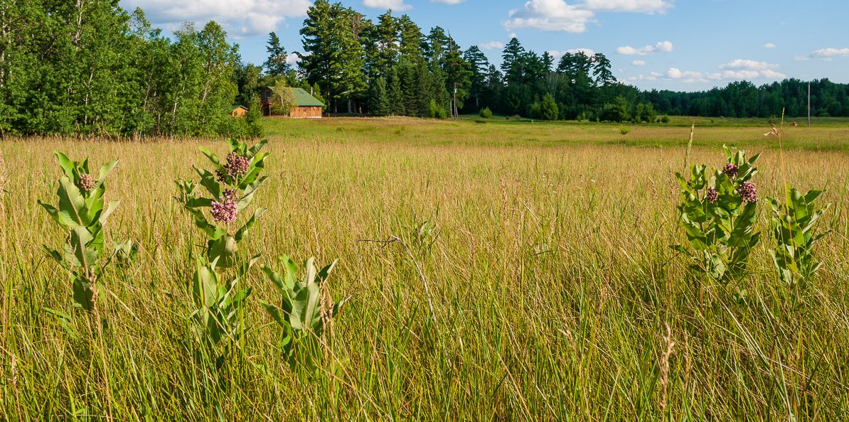 Grassland prairie plants thrive at the protected property in Hubbard County.