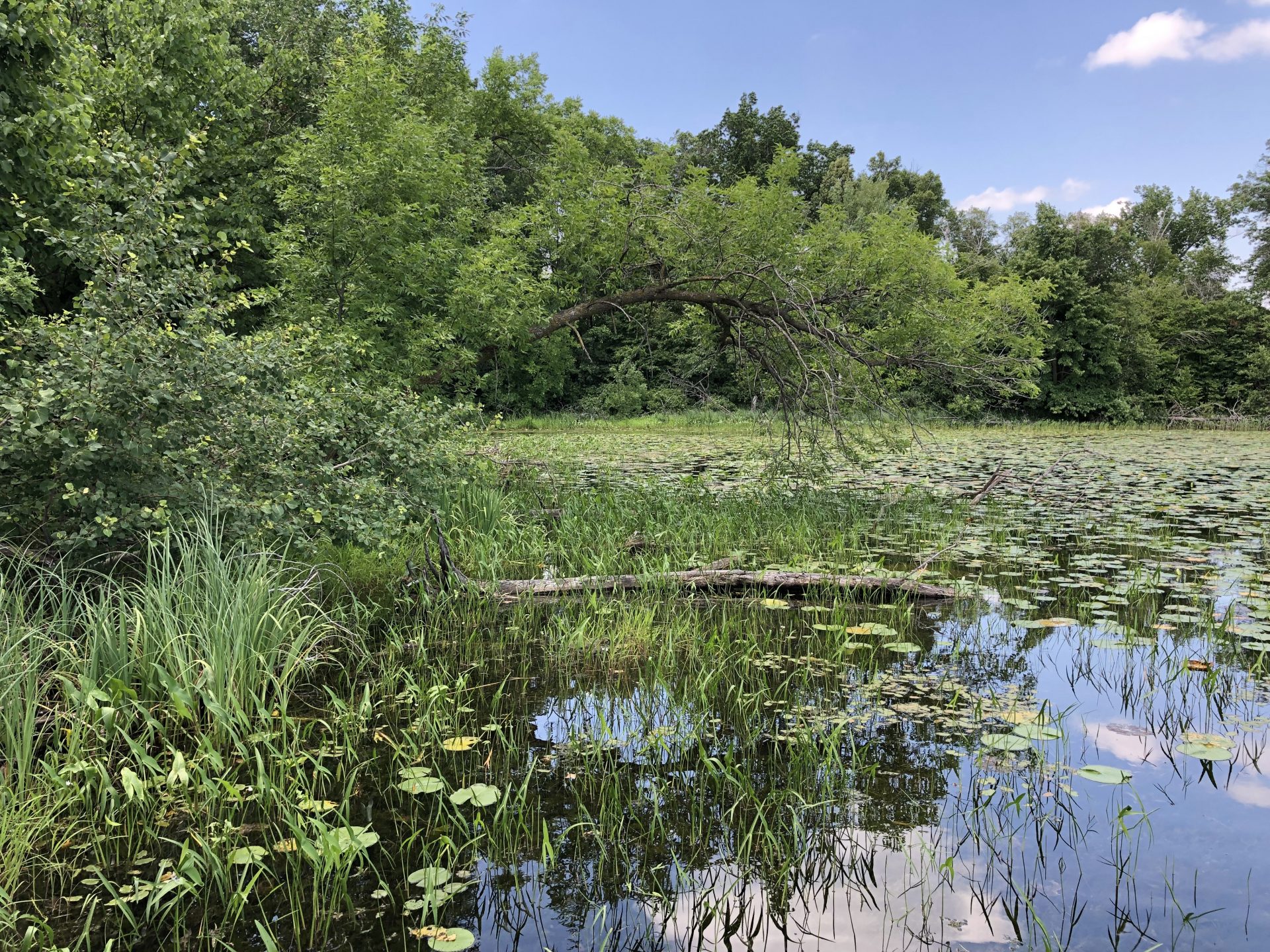 Lakeshore habitat at Byer Lake.